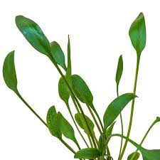 Cryptocoryne is a genus of aquatic plants from the family araceae. Cryptocoryne Nevillii
