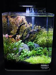 Lovely Aquascaping In This Small Fish Tank Fresh Water Fish Tank Small Fish Tanks Tropical Fish Aquarium