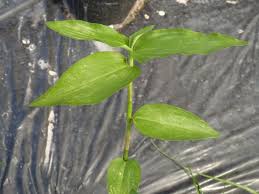 Image result for Commelina nigritana