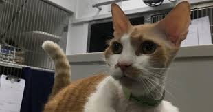 If your once standoffish elderly cat suddenly becomes extremely friendly, that's not necessarily a good thing. Cat With Two Brain Tumours On Road To Recovery Vet Times