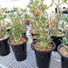 Image result for Dorstenia buchananii