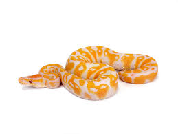Where can i buy a ball python? Lavender Albino Morph List World Of Ball Pythons