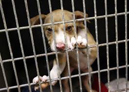 Adopting a pet is a great experience but sometimes it doesn't work out and returning a pet is the only option. Sapulpa Animal Shelter Plans Adoption Event Saturday To Avoid Sad Reality Of Euthanasia Local News Tulsaworld Com