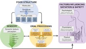 Designing Foods For Satiety The Roles Of Food Structure And