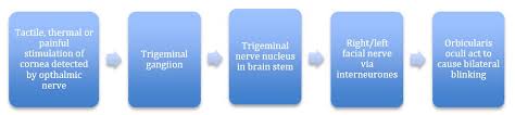The Trigeminal Nerve Cn V Course Divisions