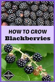 How To Grow Blackberries Gardening Channel Growing Blackberries Growing Fruit Trees Growing Raspberries