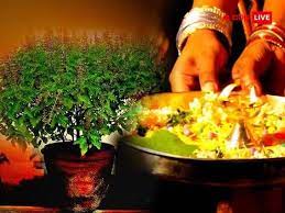 Tulsi Puja: Do Tulsi Puja regularly but do not offer water on this day,  otherwise the trouble will increase | Tulsi Puja: નિયમિત કરો તુલસી પૂજા પણ  આ દિવસે ન ચઢાવો જળ,