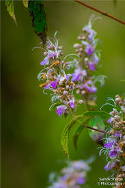 Image result for Caryopteris odorata