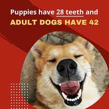 Valley Animal Hospital How Many Sets Of Teeth Do Dogs Have As In Humans Dogs Have Two Sets Of Teeth In Their Lifetime Puppies Have 28 Deciduous Teeth Also Known