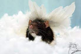 Angel Bruno Angel Mouse Rat Animals