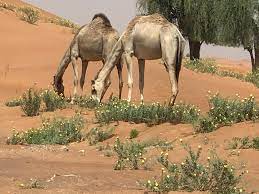 Why do people say camel milk is good while there is no scientific evidence to support these claims, advocates say it is able to cure of benefit people suffering from diabetes, tuberculosis. Natural Health With The Camel Milk Camel Milk Is Attracting Millions Of People At The Global Level The Main Attraction Is Its Health Promising Characteristics Camel Milk Might Be Super Food