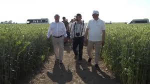 Calculul nu e prea greu de făcut. Insula Mare A BrÄƒilei Produce LucernÄƒ Pentru CÄƒmilele Emirilor S O MÄƒnance Si Melcii Stirileprotv Ro