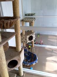 A cat tree like this is a great option for giving your cats a place to scratch, climb, and snooze, all at once! When Timing Is Tricky A Look At Boarding Facilities For Cats Petrelocation