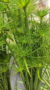 Image result for Cyperus haspan