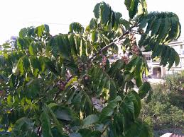 Image result for Aphanamixis