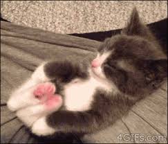 Maybe you would like to learn more about one of these? Gif Yourself A Little Kitty Giggle Life With Cats