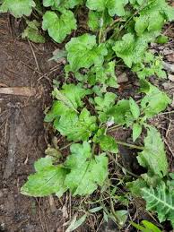 Image result for Plantago palmata