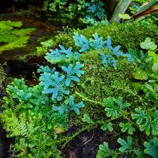 Image result for Selaginella mittenii