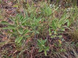 Image result for Fadogiella