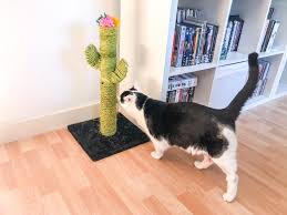 The arrangement of these arms allows cats to climb. How To Make Your Cat His Very Own Cactus Scratching Post