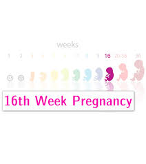 16th Week Pregnancy Symptoms Baby Development Tips And