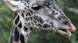 This blog post elaborates on the giraffe and how it's affiliation with a camel came to be. How The Giraffe Got Its Spots A Genetic Just So Story Dna Science