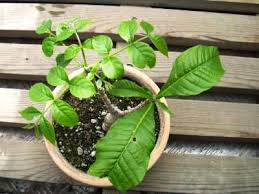 Image result for Entandrophragma caudatum