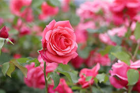 Gambar bunga cantik di taman. Mawar Daun Bunga Bunga Bunga Indah Bunga Bunga Cantik Alam Tunas Taman Mawar Media Segar Tanaman Seoul Pikist