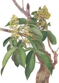 Image result for Cineraria pinnata