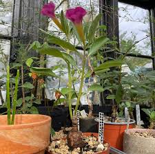 Image result for Pterodiscus elliottii