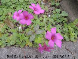 オキザリス ボーウィー