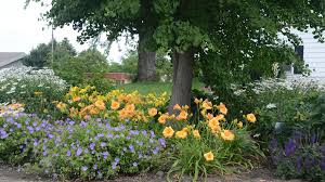 Often, such decor comes with a h… Perennial Care Tips For Maintaining Perennial Plants Proven Winners