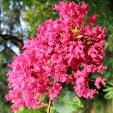 Check spelling or type a new query. Lagerstroemia Indica Red Imperator Lilas Des Indes Rouge Vif Lilas D Ete Cdiscount Jardin