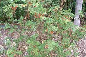 Image result for Aeollanthus ukamensis