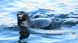 Unpaired males may however moult during the breeding period. Galapagos Penguin Go Galapagos