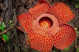 Gambar bunga raflesia download now jadi doodle art google raflesia. 5 Fakta Rafflesia Arnoldii Bunga Raksasa Kebanggaan Indonesia