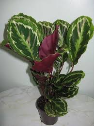 Calathea Calathea Planting Flowers Landscaping Plants