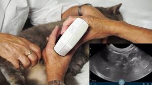 Learn more about the symptoms and treatment of liver cancer in cats on petmd.com. Liver Tumors And Cancers Mar Vista Animal Medical Center