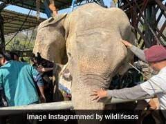 Operation Moti: Indian Army Engineers Team Up With NGO To Save 35-Year-Old  Elephant