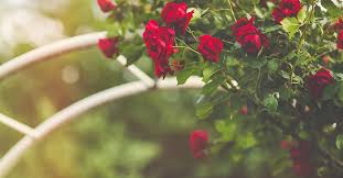 Auch unbepflanzt macht er eine gute figur und lässt sich je nach saison rosenbogen torbogen rankhilfe pergola spalier für rosen blumen garten terrasse mit tür tor aus. Die 5 Besten Rosenbogen Mit Bank 2021 Im Test Garten Schule