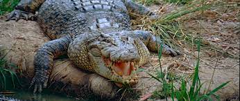 However, they are the exception and not the normal size for this type or crocodile. 7 Fascinating Facts About The Australian Saltwater Crocodile