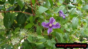 We did not find results for: Clematis Montana How To Grow Care