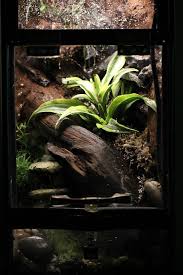 10 Gallon Tank Upright Build Has Trickle Waterfall In Corner Right Background Over The Fake Rocks This Houses Two Thumbna Vivarium Reptile Tank Reptile Room