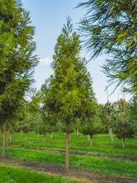 Image result for Cryptomeria