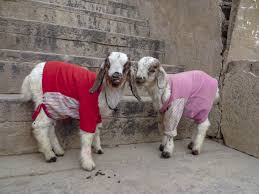Image result for Good goats.