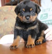 You can also harness the power of google maps to find nearby rottweiler breeders. Rottweiler Puppies For Sale 21222 For Sale Baltimore Pets Dogs