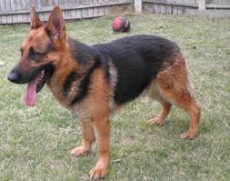 Puppy is sold to the bearing father shown in german world sieger show german pink papers and akc registered. Akc German Shepherds Puppies For Sale In Garland Texas Classified Americanlisted Com