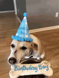 Happy birthday memes are image macros, animated gifs and other online media used to wish someone a happy birthday. Midget Birthday Boy Gifs Tenor
