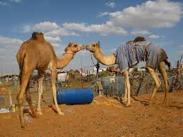 Al ain camel market or camel souq on the meyzad road is renowned market throughout uae and neighbouring countries. Camel Market Al Ain Mapio Net