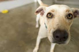 Hives On Dogs Identifying The Causes Canna Pet